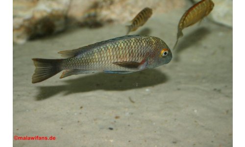 Tropheus moorii chaitika